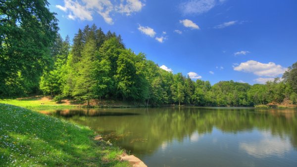 Дерево над водой