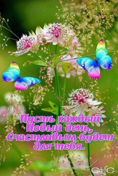 Доброе утро бабочки