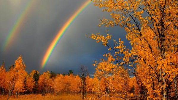Осень дождь