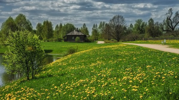 Пушгоры береза