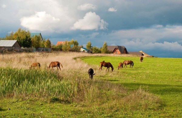 Природа в деревне летом