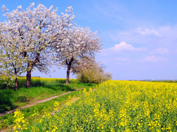 Shiny Spring nature