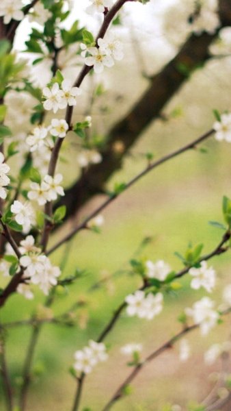 Весенняя природа вертикальные