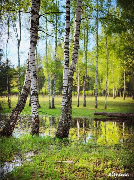 Сирень у воды