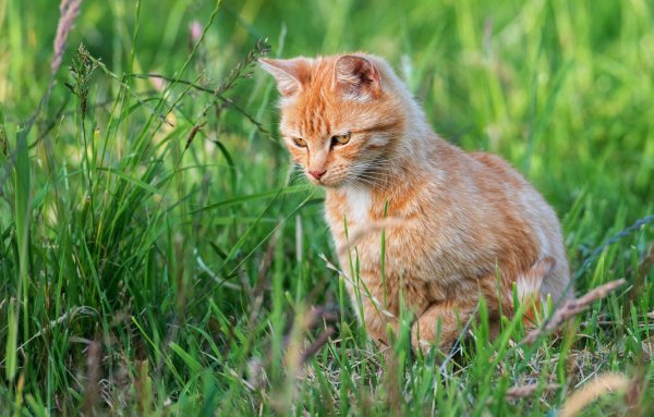 Рыжий кот на природе