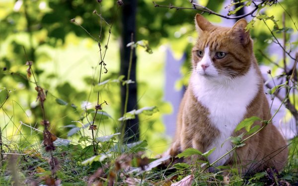 Котик на фоне природы