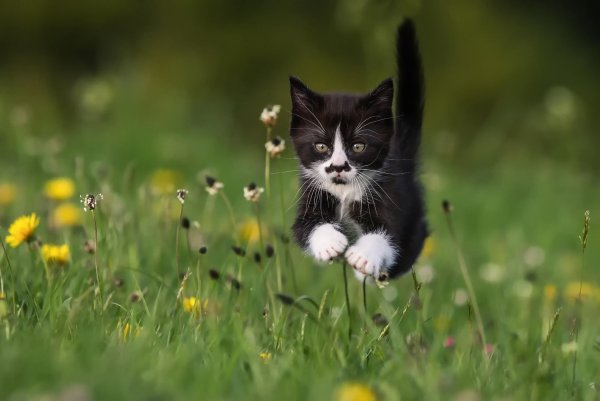 Рыжий кот на природе