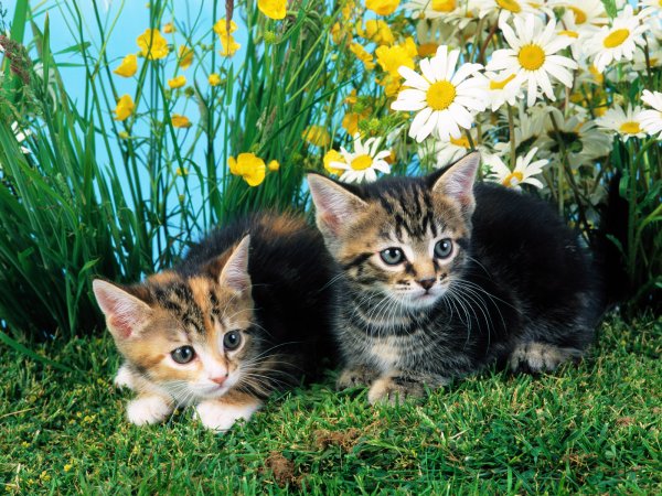 Красивые коты на природе