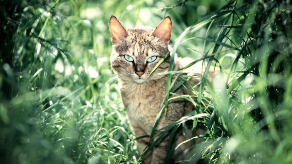 Котики лето