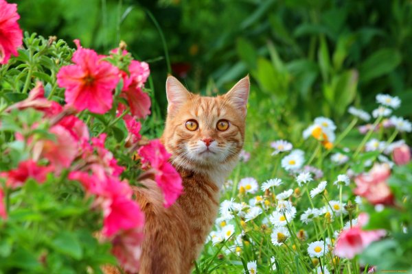 Кошка на природе