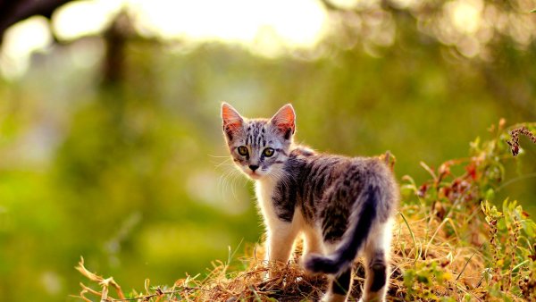Котик на природе