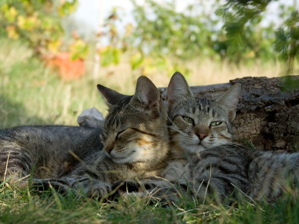 Кот на пеньке