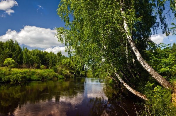 Березовая роща Тутаев