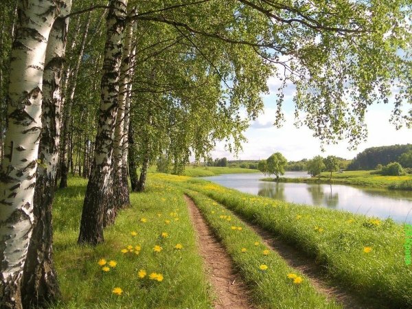 Берёзовая роща и река