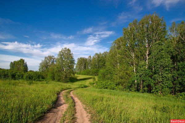 Лес Проселочная дорога Россия