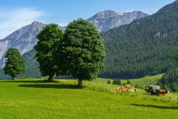 Альпийские Луга Австрии