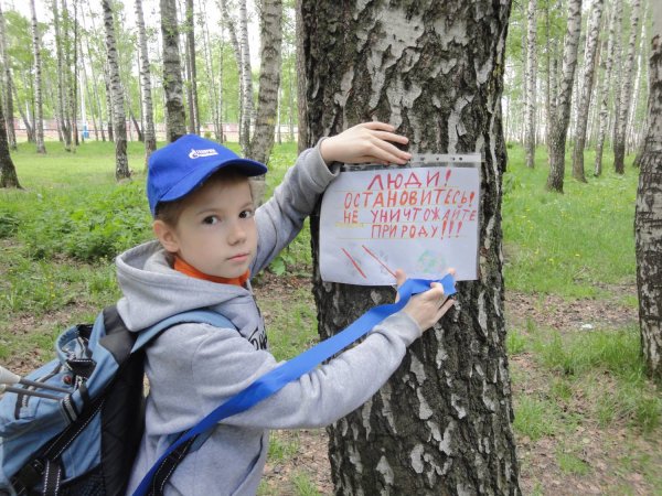 Высадка помидор в открытый грунт Сибирь