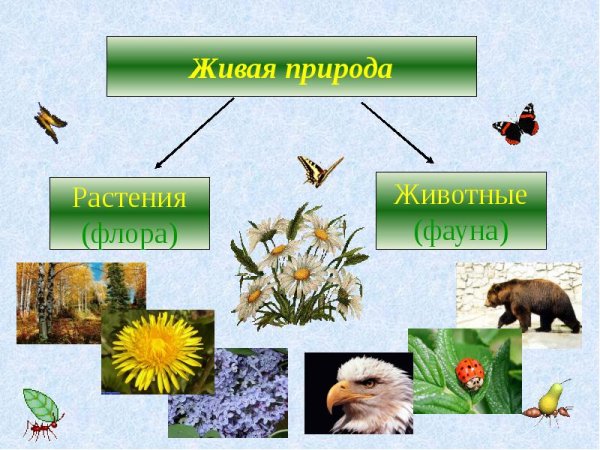 Живая природа для детей
