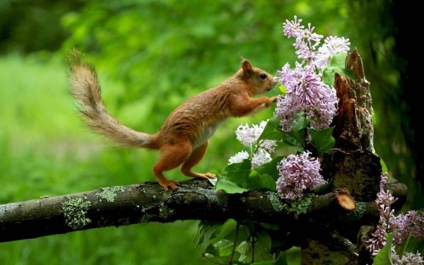 Живая природа для детей