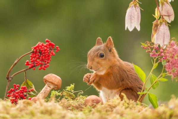 Неживая природа растения