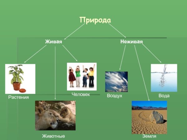 Живые цветы в природе