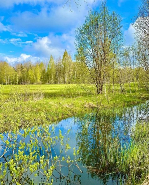 Весна солнце первая зелень