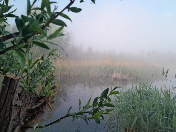 Природа Якутии Тайга