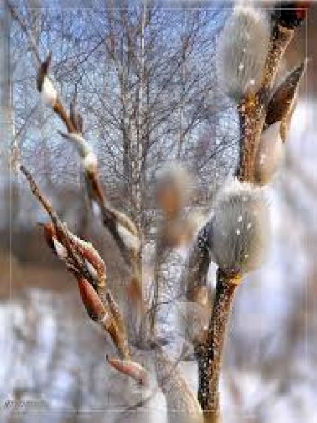 Весна в лесу