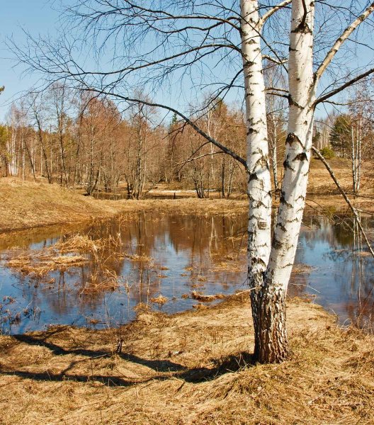 Верба с листочками
