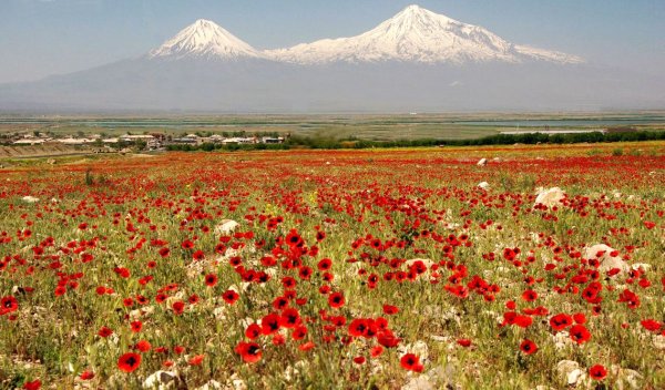 Армения гора Арарат маки