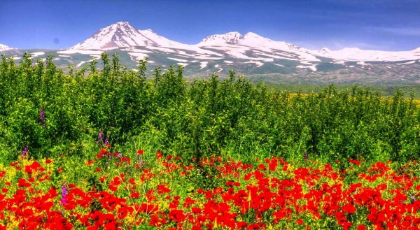 Долина Арарат Цветущая