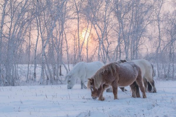 Природа Якутии животные