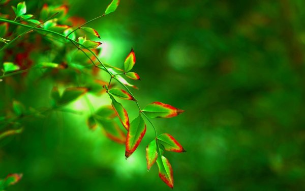 Зелень листья природа