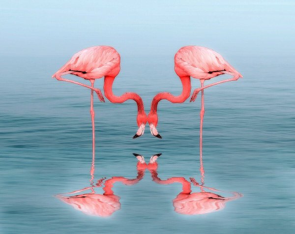 Фламинго (Flamingo) новозеландская флорибунд