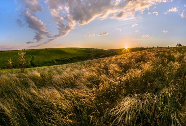 Донская степь ковыль