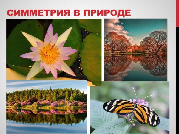 Симметрия в природе