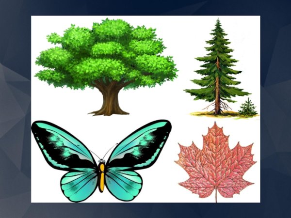 Симметрия в природе