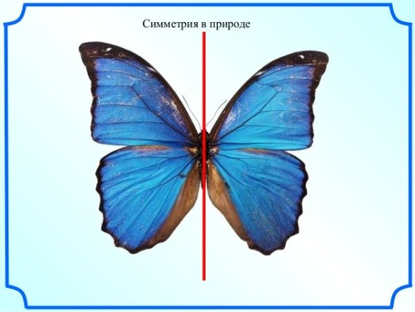Симметричные животные