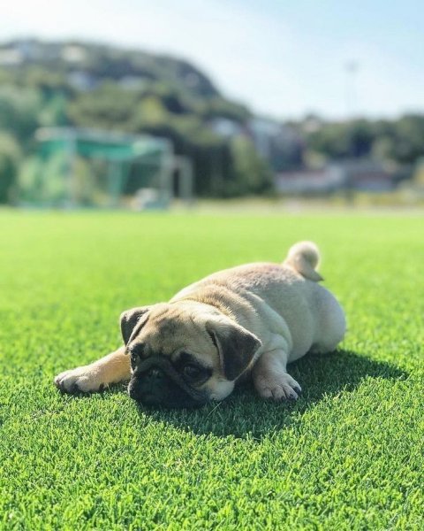 Мопс песочный