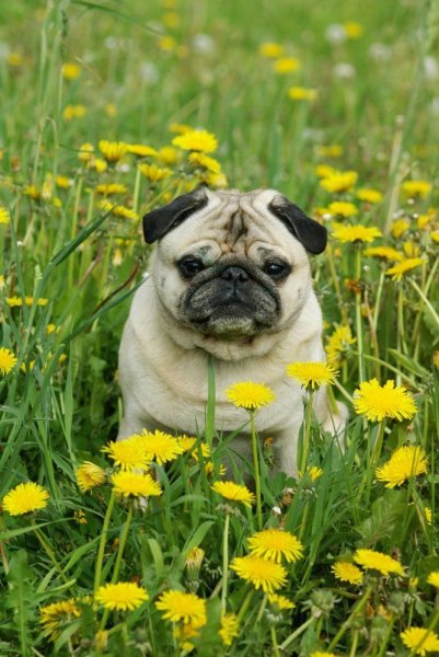 Pug Мопс