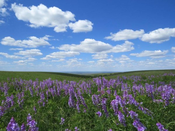 Буртинская степь Оренбургской области
