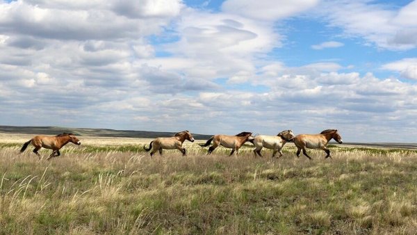 Предуральская степь Оренбургского заповедника