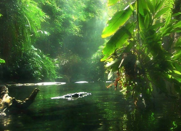Amazonia Амазония 2010