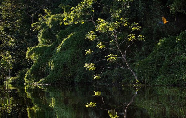 Река Амазонка