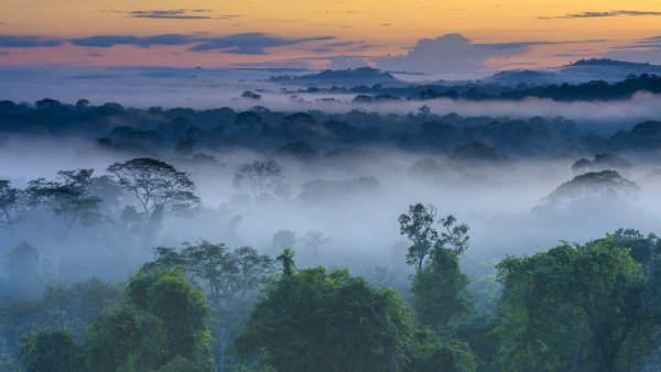 Amazon Rainforest=тропические леса амазонки