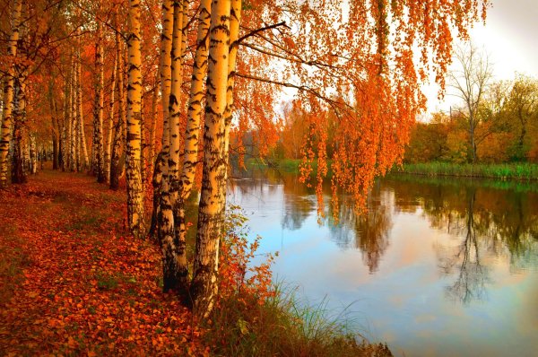 Золотая осень природа река