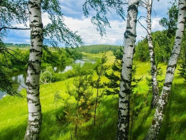 Белоруссия с аистами поле