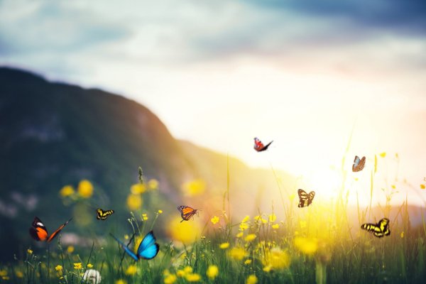 Счастье природа