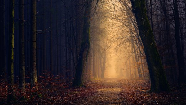 Сказочный тоннель, Халнакер, графство Сассекс, Англия