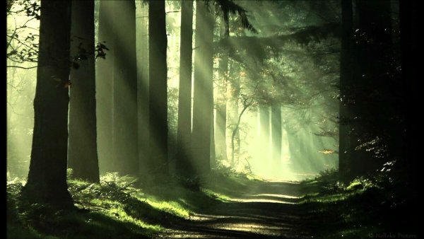 Мистические леса